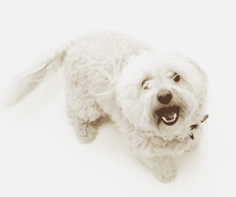Witte Labradoodle vacht
