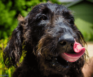 Labradoodle voeding
