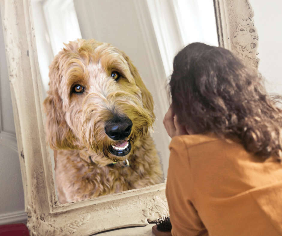 Labradoodle business coaching