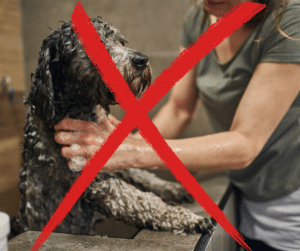 Waarom zoveel hondentrimmers geen Labradoodles willen trimmen